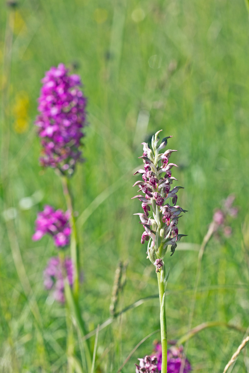 Anacamptis cariophora